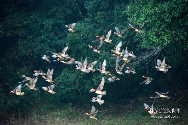 進(jìn)入初冬，大批野生鴛鴦陸續(xù)飛抵江西婺源縣賦春鎮(zhèn)鴛鴦湖越冬，小精靈們?cè)诤嫔匣蛳嗷ヒ蕾?、卿卿我我；或隨波逐流、嬉戲打鬧，悠閑自在生活在青山綠水之間，優(yōu)良的水域和豐富的湖畔闊葉林，為鴛鴦過(guò)冬提供良好生存環(huán)境，婺源鴛鴦湖已成為亞洲最大的野生鴛鴦越冬棲息地。（攝于12月4日下午）