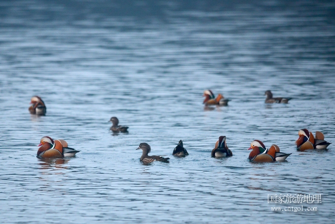 進(jìn)入初冬，大批野生鴛鴦陸續(xù)飛抵江西婺源縣賦春鎮(zhèn)鴛鴦湖越冬，小精靈們?cè)诤嫔匣蛳嗷ヒ蕾?、卿卿我我；或隨波逐流、嬉戲打鬧，悠閑自在生活在青山綠水之間，優(yōu)良的水域和豐富的湖畔闊葉林，為鴛鴦過(guò)冬提供良好生存環(huán)境，婺源鴛鴦湖已成為亞洲最大的野生鴛鴦越冬棲息地。（攝于12月4日下午）