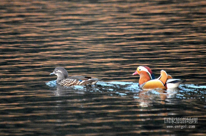 進(jìn)入初冬，大批野生鴛鴦陸續(xù)飛抵江西婺源縣賦春鎮(zhèn)鴛鴦湖越冬，小精靈們?cè)诤嫔匣蛳嗷ヒ蕾恕⑶淝湮椅?；或隨波逐流、嬉戲打鬧，悠閑自在生活在青山綠水之間，優(yōu)良的水域和豐富的湖畔闊葉林，為鴛鴦過(guò)冬提供良好生存環(huán)境，婺源鴛鴦湖已成為亞洲最大的野生鴛鴦越冬棲息地。（攝于12月4日下午）